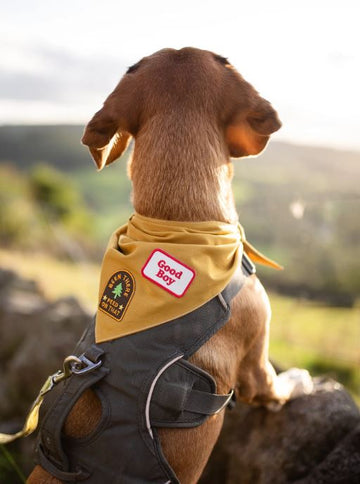 Scout's Honour (Ironed-On Patches) - Good Boy