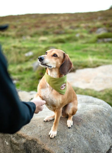 Scout's Honour (Ironed-On Patches) - Will Sit for Snacks