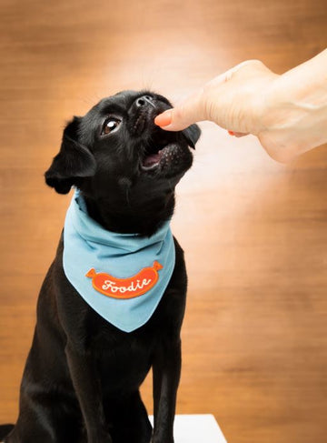 Scout's Honour (Ironed-On Patches) - Foodie