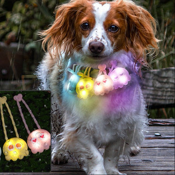 Laroo Night Light Rechargeable Dog Collar
