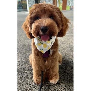 The Paws Lemoni Bandana