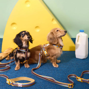 Doggu Pets Cherish Harness Set
