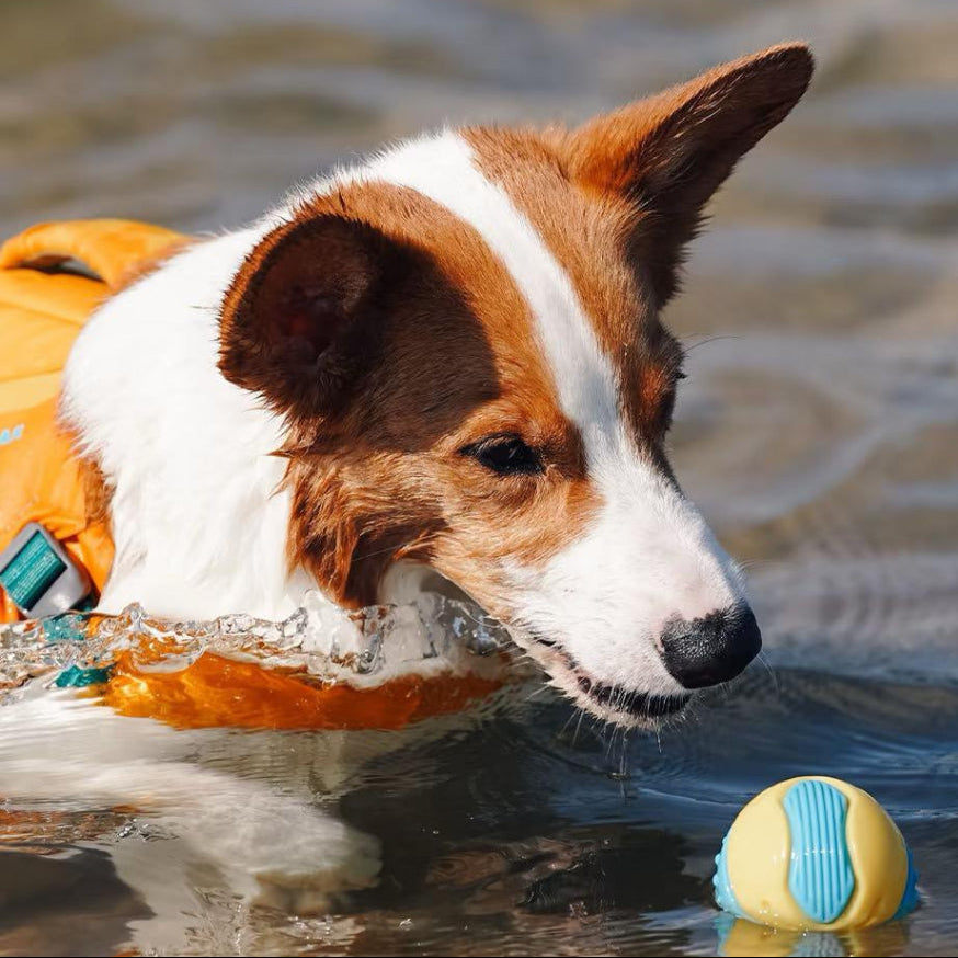 Laroo Squeaky Ball for Dogs