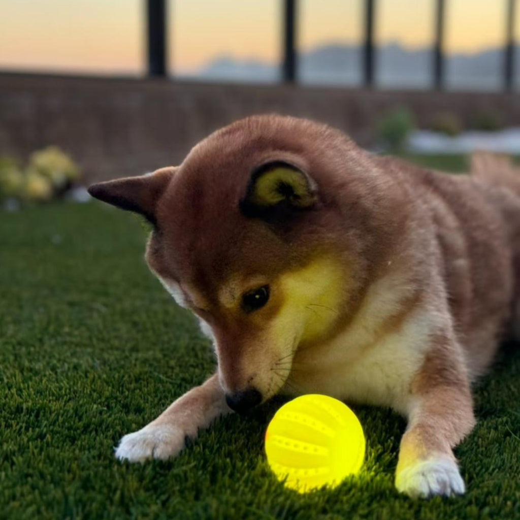 Laroo Shooting Star Safe Glow Ball for Dogs