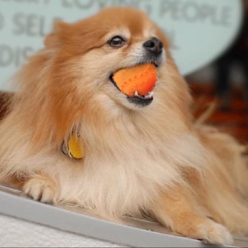 LaRoo Squeaky Chew Toy for Dogs