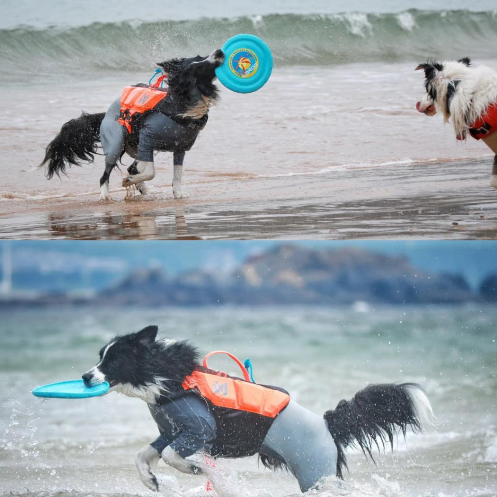 LaRoo Barkcation Frisbee Flying Disc for Dogs
