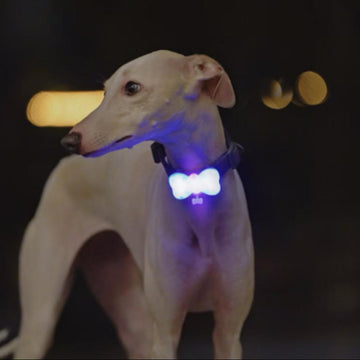 LaRoo Bow Night Light for Dogs / Cats