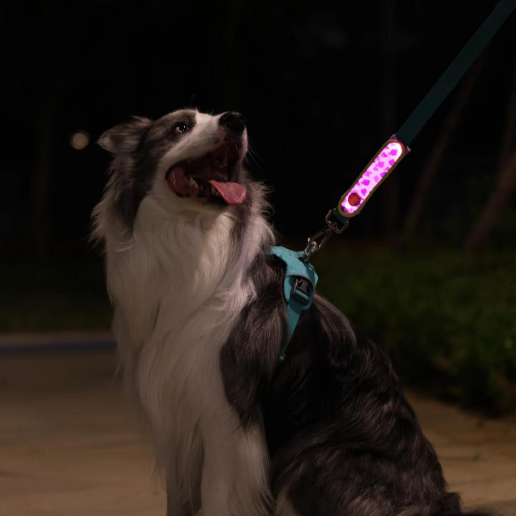 LaRoo Night Light Patch for Dogs / Cats