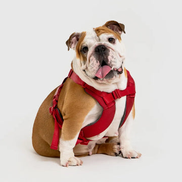 Sputnik Explore Pet Harness