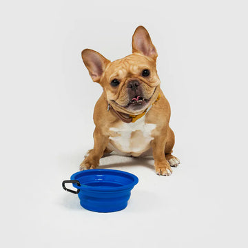 Sputnik 10th Anniversary Edition Collapsible Bowl