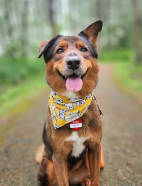 The Paws Day Out Bandana for Dogs/ Cats *Handmade in Bali* Christmas/Birthday