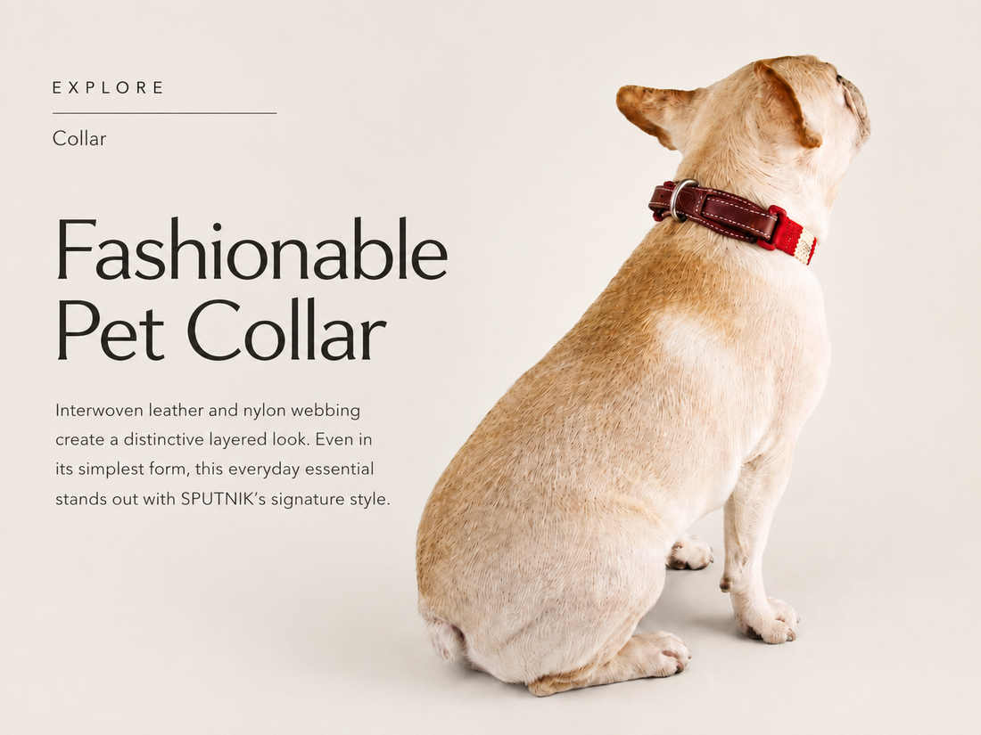 Sputnik Leather Explore Collar