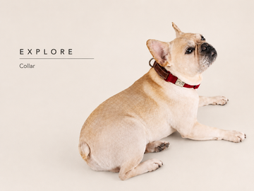 Sputnik Leather Explore Collar