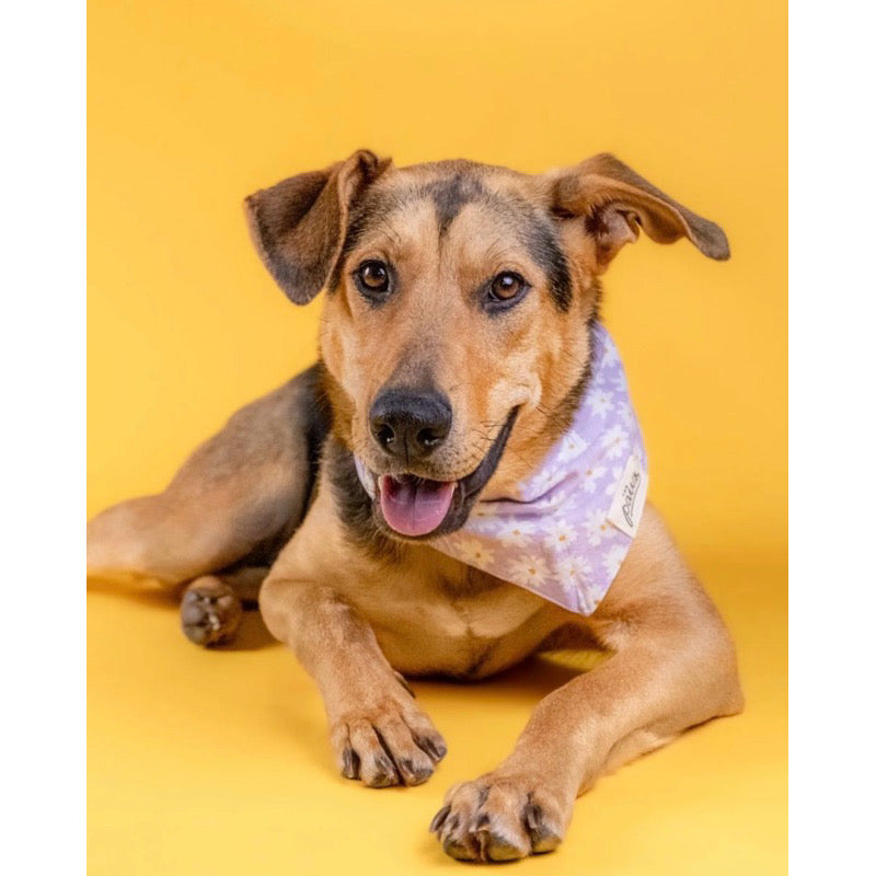 The Paws Belle Bandana for Dogs/ Cats *Handmade in Bali* Birthday/ Valentine's Day*