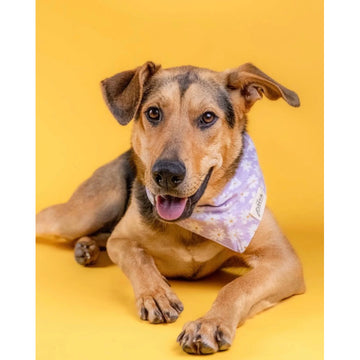 The Paws Belle Bandana for Dogs/ Cats *Handmade in Bali* Birthday/ Valentine's Day*