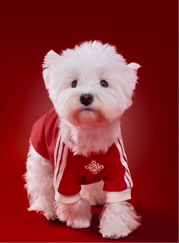 *LIMITED DROP* Adidas Originals Pet Tee (Chinese New Year)