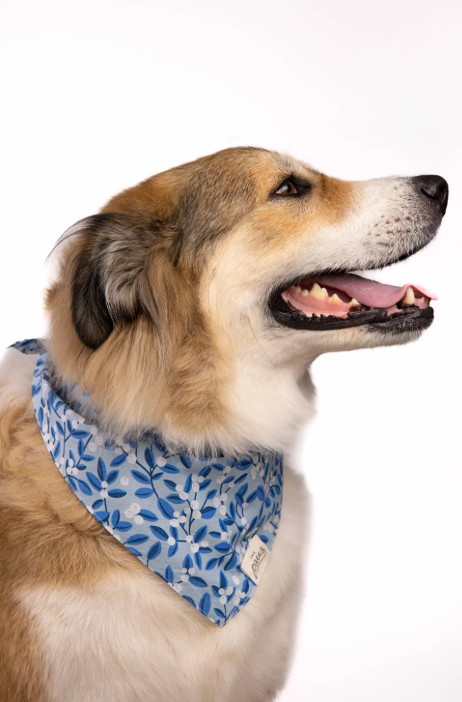 The Paws Blue Berry Dog Bandana