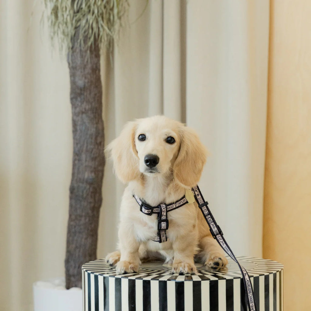 Doggu Madeleine Harness and Leash Set