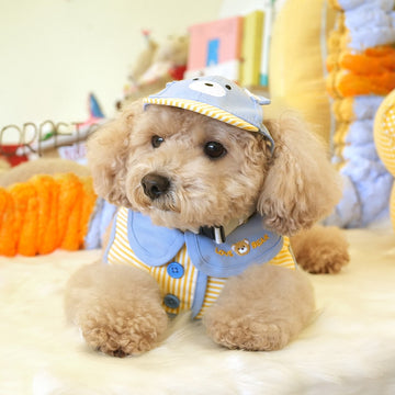 ParisDog Korea Bear Cap & Cape Set for Dogs
