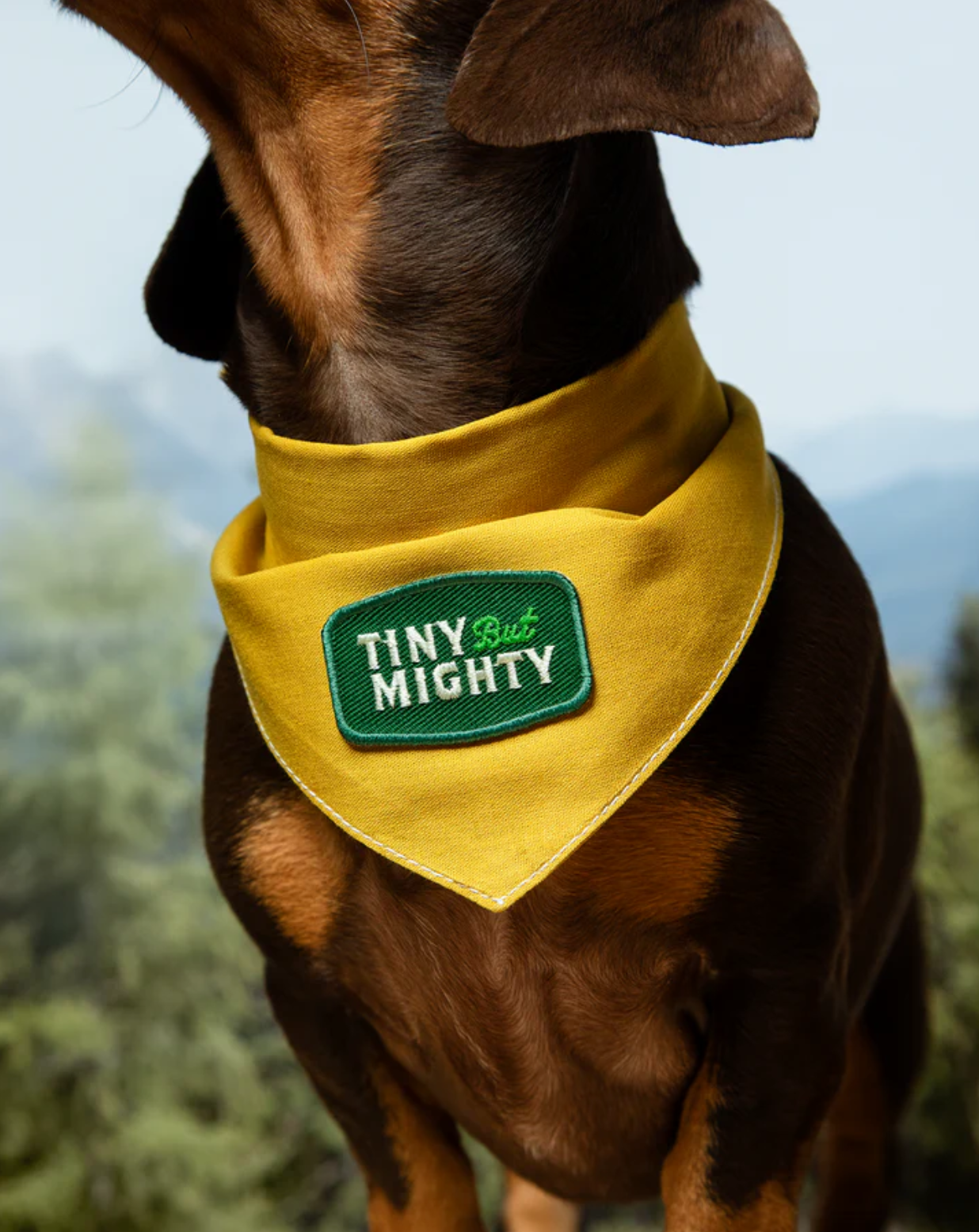 Scout's Honour (Ironed-On Patches) - Tiny But Mighty