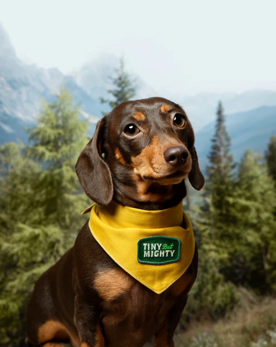 Scout's Honour (Ironed-On Patches) - Tiny But Mighty